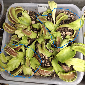 식충식물 파리지옥 분양합니다.