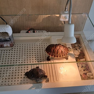거북이 2마리 풀세트(수조,조명,여과기,사료)_인천 구월동