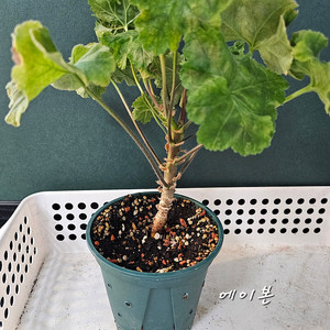 심플랄린 외 대품 제라늄 개별