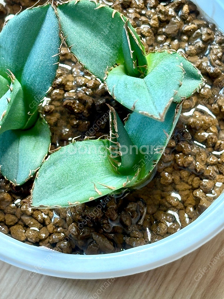 아가베 티타노타 레드고스트 분양합니다!--0