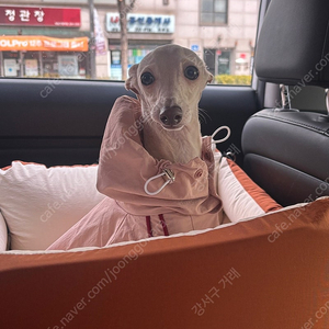 바니푸리 강아지카시트-디엔코 강아지 카시트 팝니다!