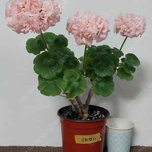 제라늄분양(중대품)