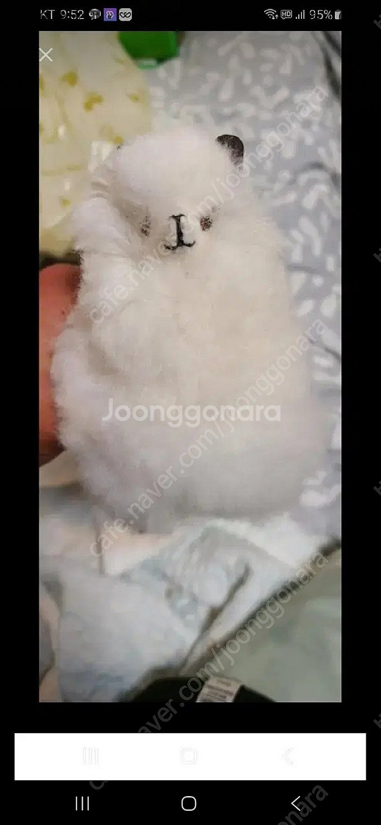 알파카 인형--0