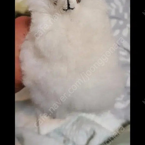알파카 인형