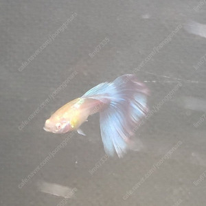 구피판매 -알비노토파즈[경기이천]
