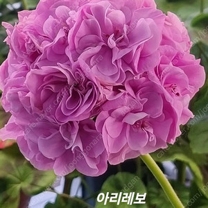 제라늄개별 분양