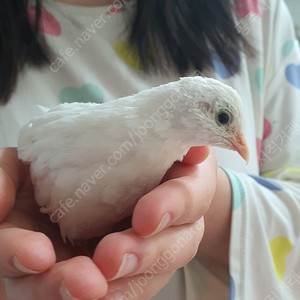 미니메추리 화이트 한쌍