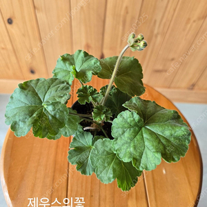 제라늄 4종 (제우스의꽃, 다프나..)