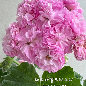 레오나렐프릴고지 외 제라늄 세트