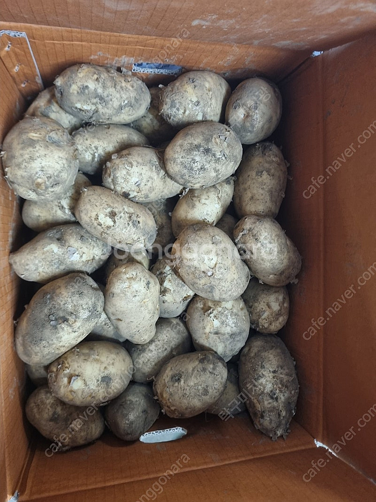 제주도 대지마 감자 19kg 판매해요--0