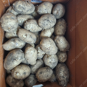 제주도 대지마 감자 19kg 판매해요