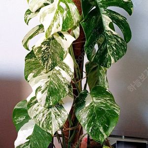몬스테라 알보 산반무늬 최상급 묘(가격내림)