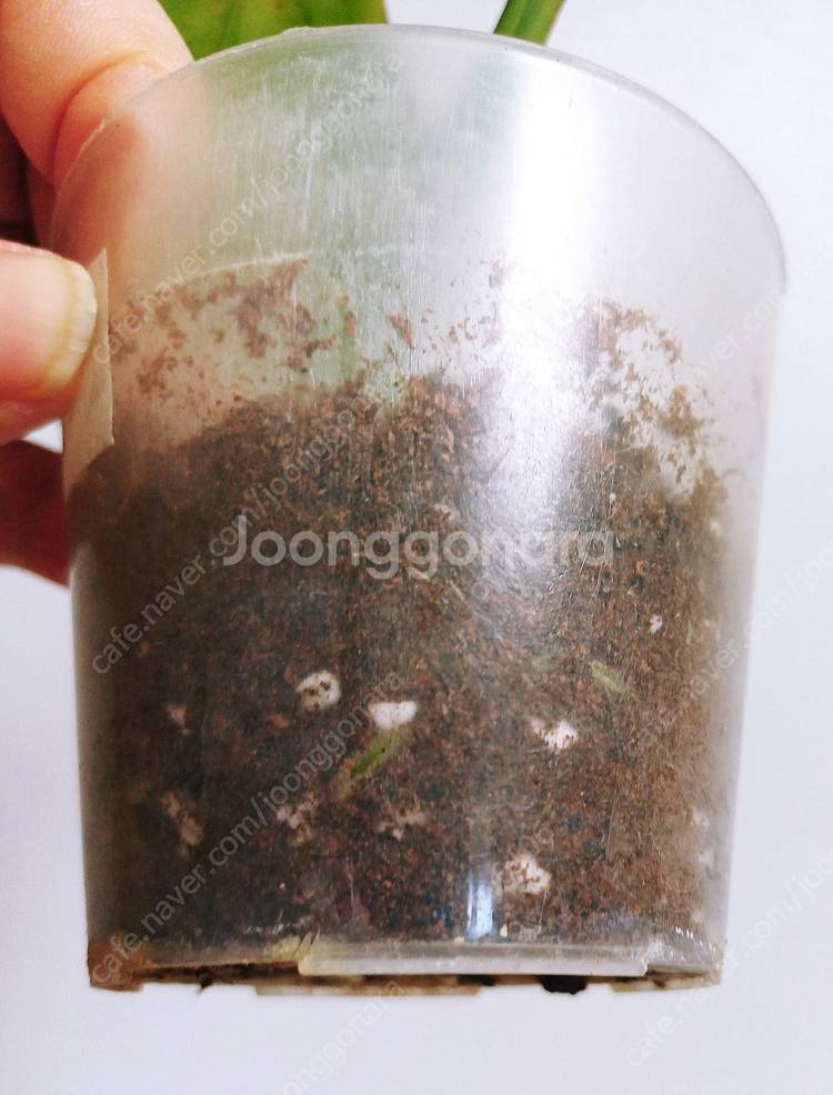몬스테라 알보 산반무늬 최상급 묘(가격내림)--9
