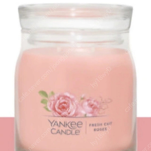 새상품-양키캔들 시그니처 자캔들(M) 프레쉬컷로즈 캔들박스 쇼퍼백 포함