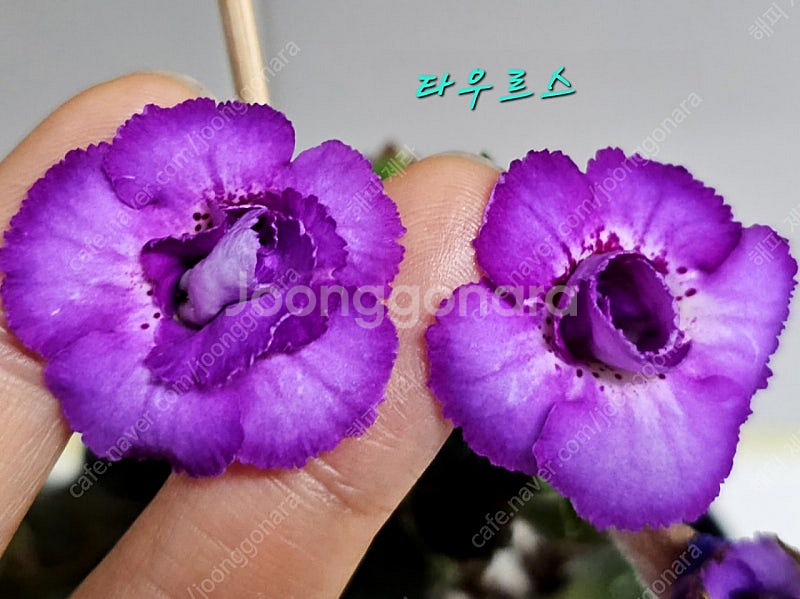 스트렙토카르푸스 10종 (제라늄×)--2