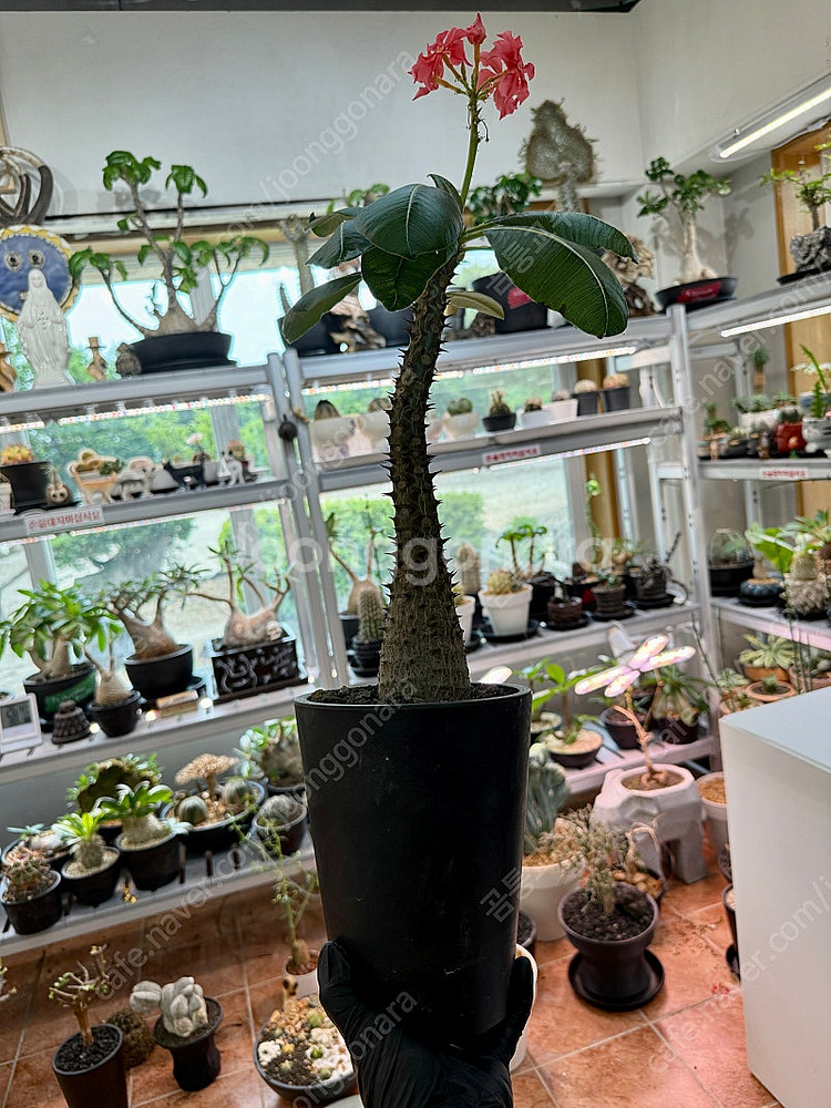 파키포디움 바로니 (코덱스식물, Pachypodium baronii)--0