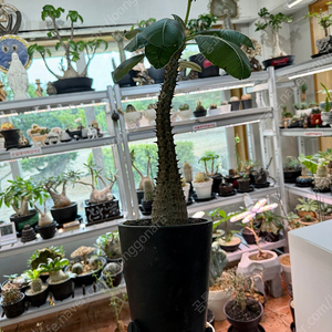 파키포디움 바로니 (코덱스식물, Pachypodium baronii)