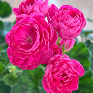 제라늄 골라가세요~(79종 업데이트)