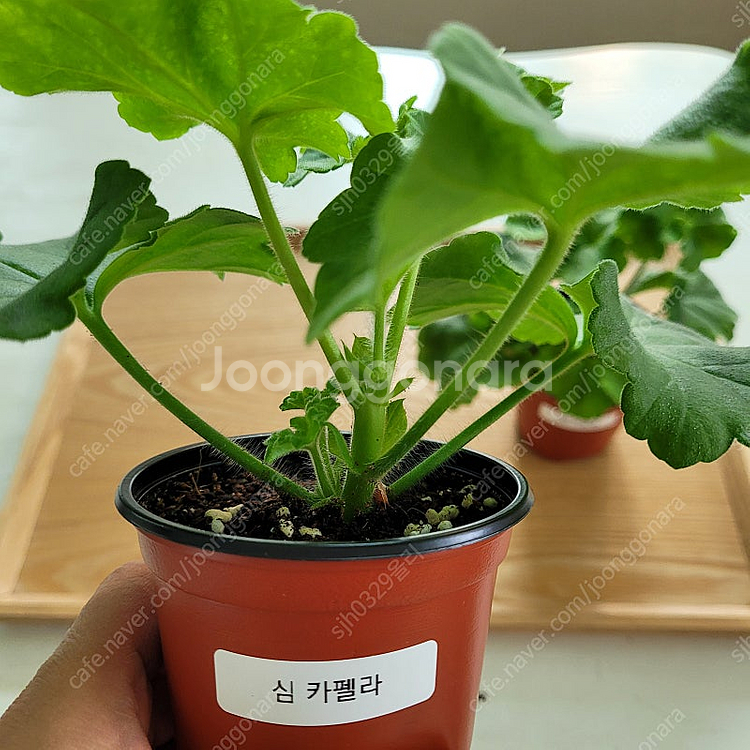 제라늄 심 카펠라 ug 가십걸 2종 택포--1