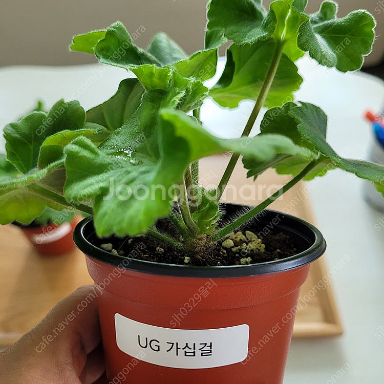 제라늄 심 카펠라 ug 가십걸 2종 택포--2
