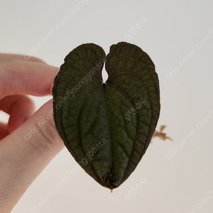 안스리움 클리데미오이데스