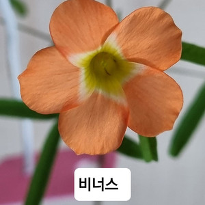 사랑초 비너스. 블러드 캔디박스체리