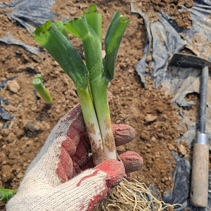 순천동파(요술파)