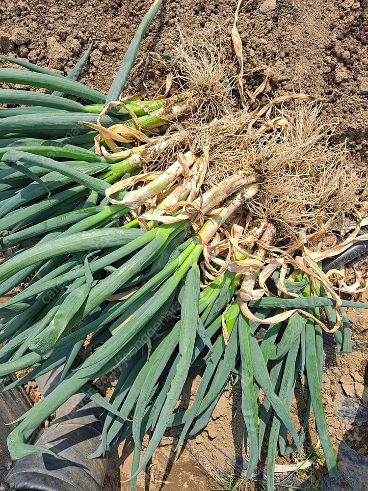 순천동파(요술파)--1