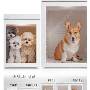 붐펫 단델리온 구합니다