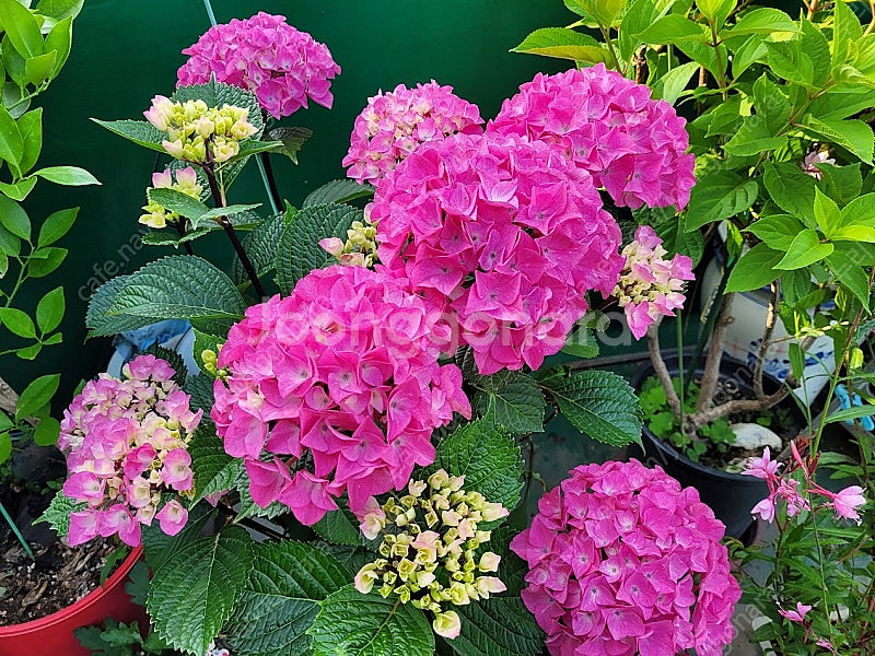 오죽수국, 산수국 묘목, 장미수국 투게더수국, 삼색병꽃...--0