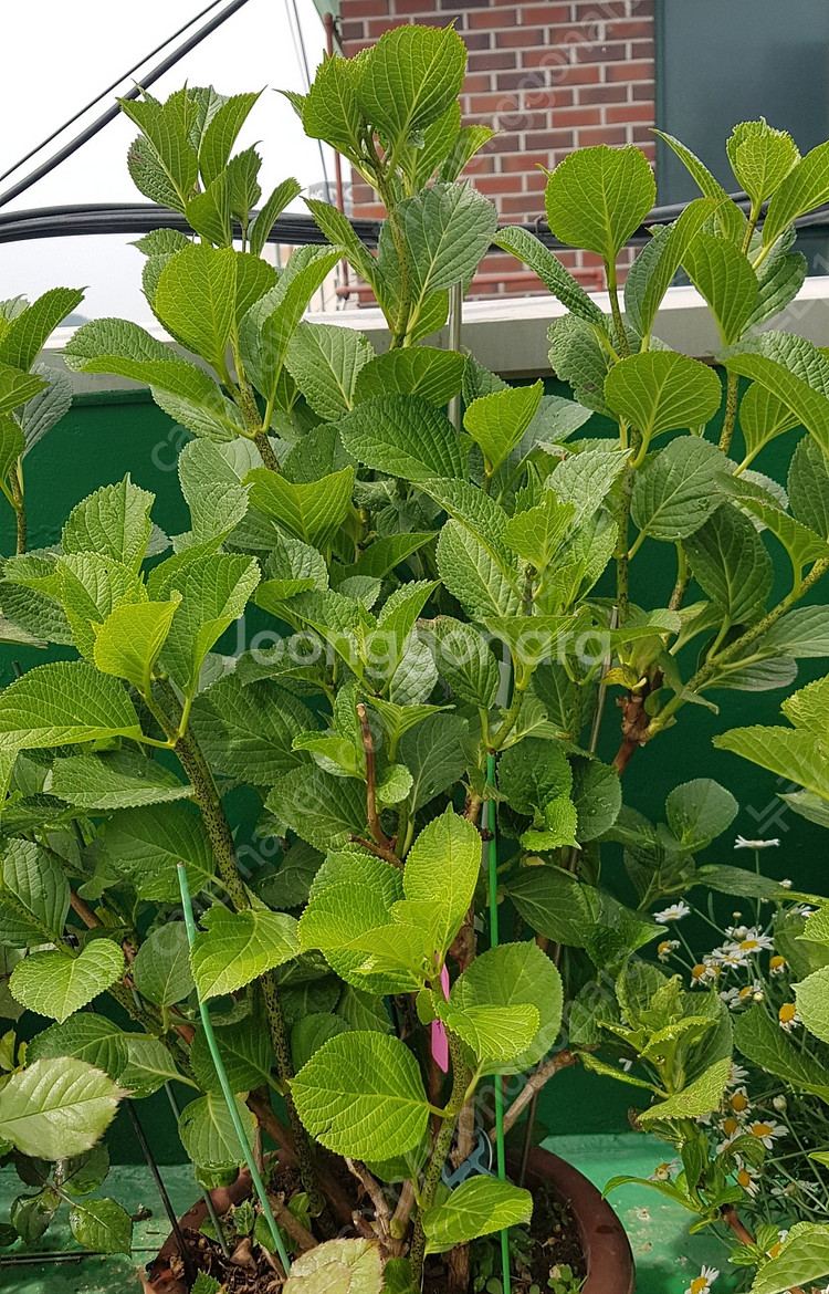 오죽수국, 산수국 묘목, 장미수국 투게더수국, 삼색병꽃...--3