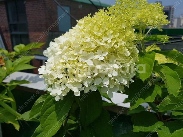 오죽수국, 산수국 묘목, 장미수국 투게더수국, 삼색병꽃...--5