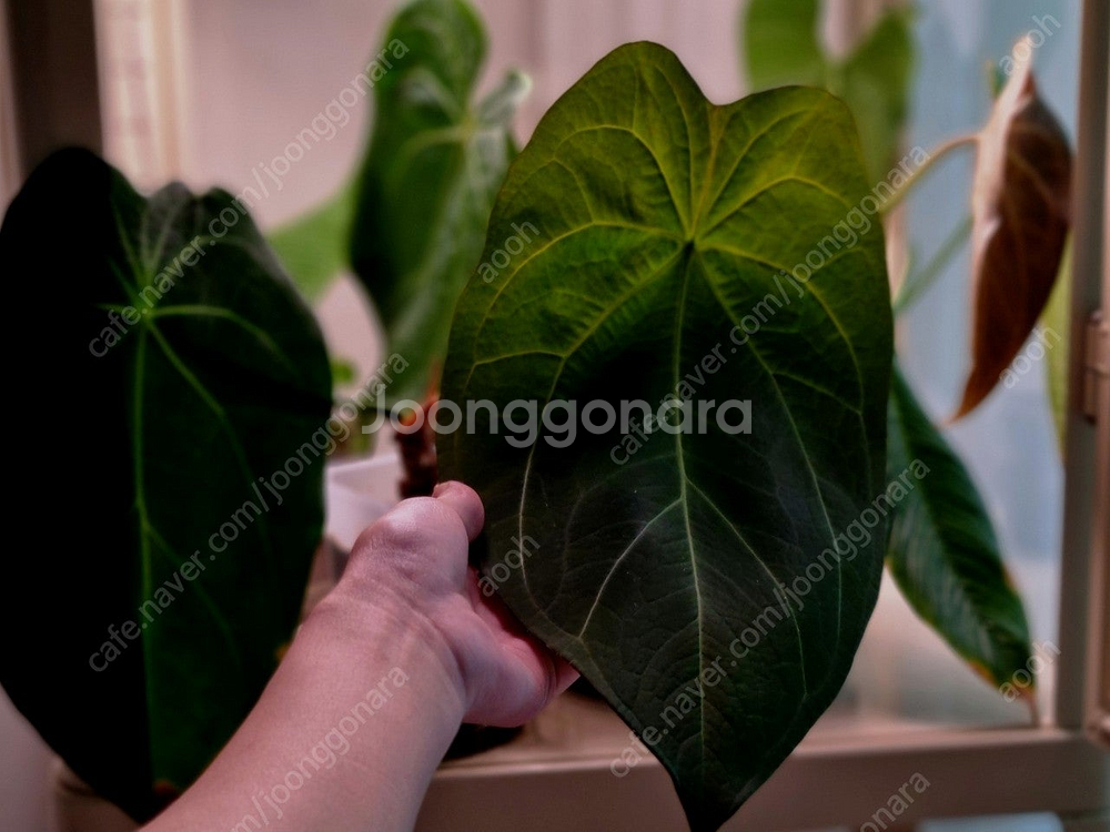 금액더더내림)안스리움 에오스× 파필 레이븐하트--1
