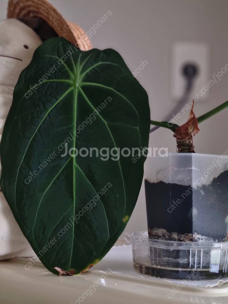 금액더더내림)안스리움 에오스× 파필 레이븐하트--2