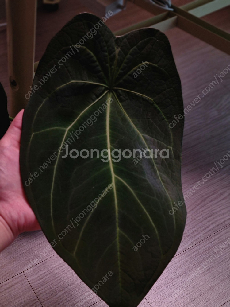 금액더더내림)안스리움 에오스× 파필 레이븐하트--3