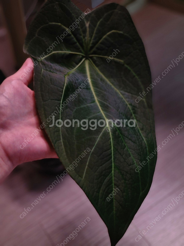 금액더더내림)안스리움 에오스× 파필 레이븐하트--4