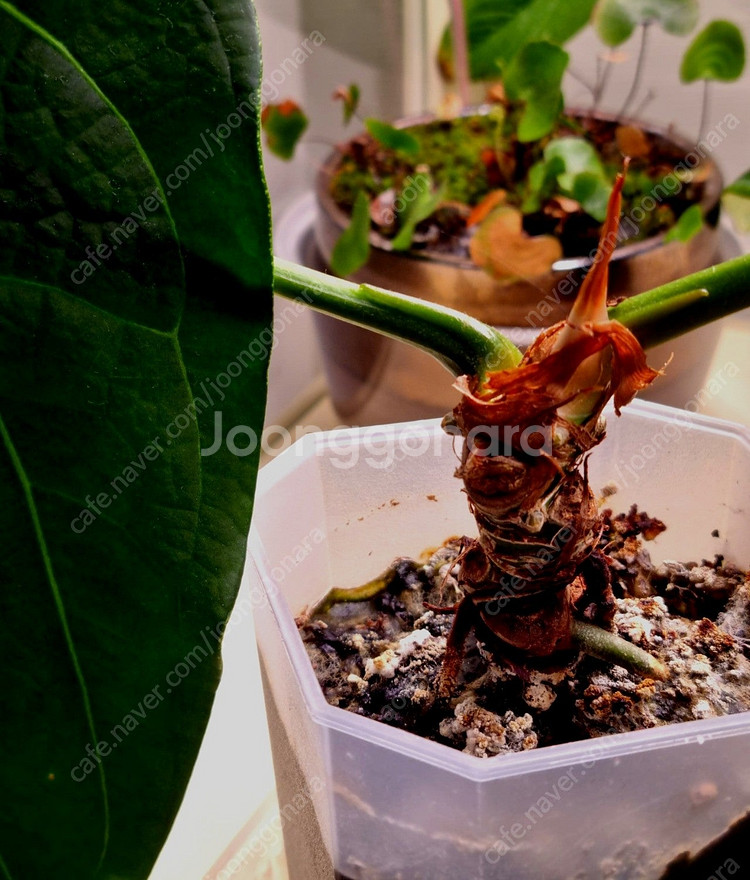 금액더더내림)안스리움 에오스× 파필 레이븐하트--5