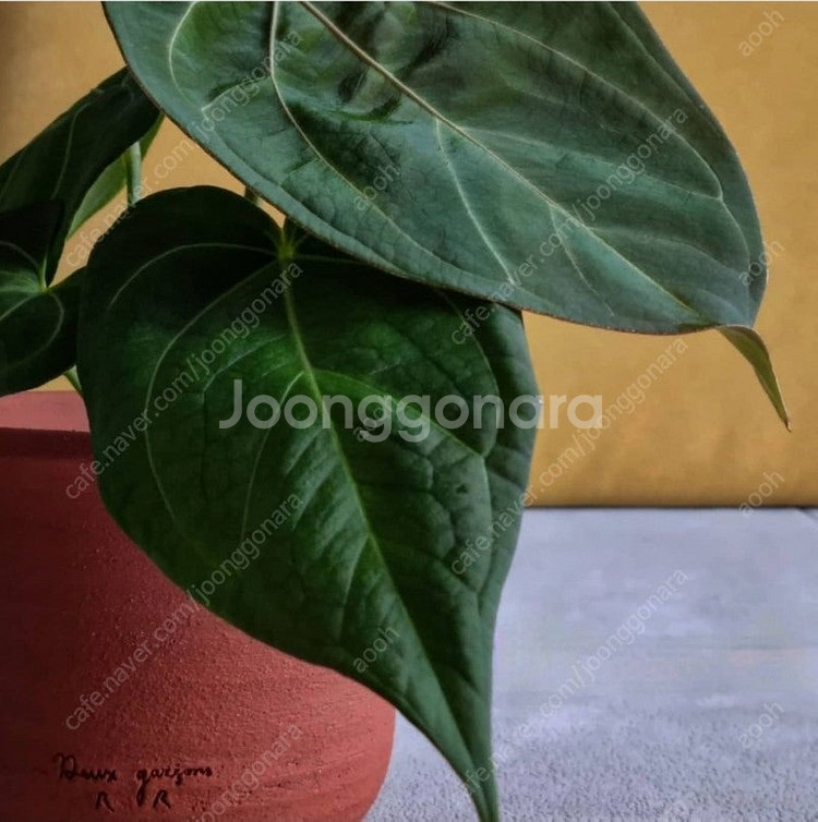 금액더더내림)안스리움 에오스× 파필 레이븐하트--8