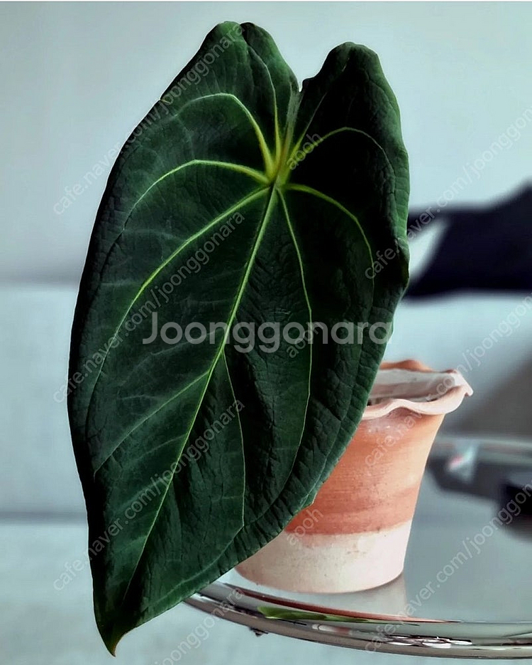 금액더더내림)안스리움 에오스× 파필 레이븐하트--0
