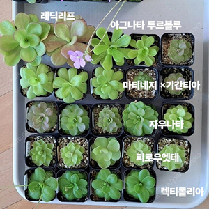 레드리프.피로우엣테.렉티폴리아.자우나타.아그나타트루불루