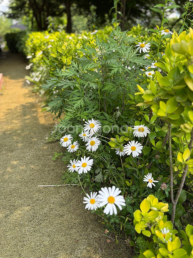 평창 휘닉스파크 온도 조식권 구해요--0