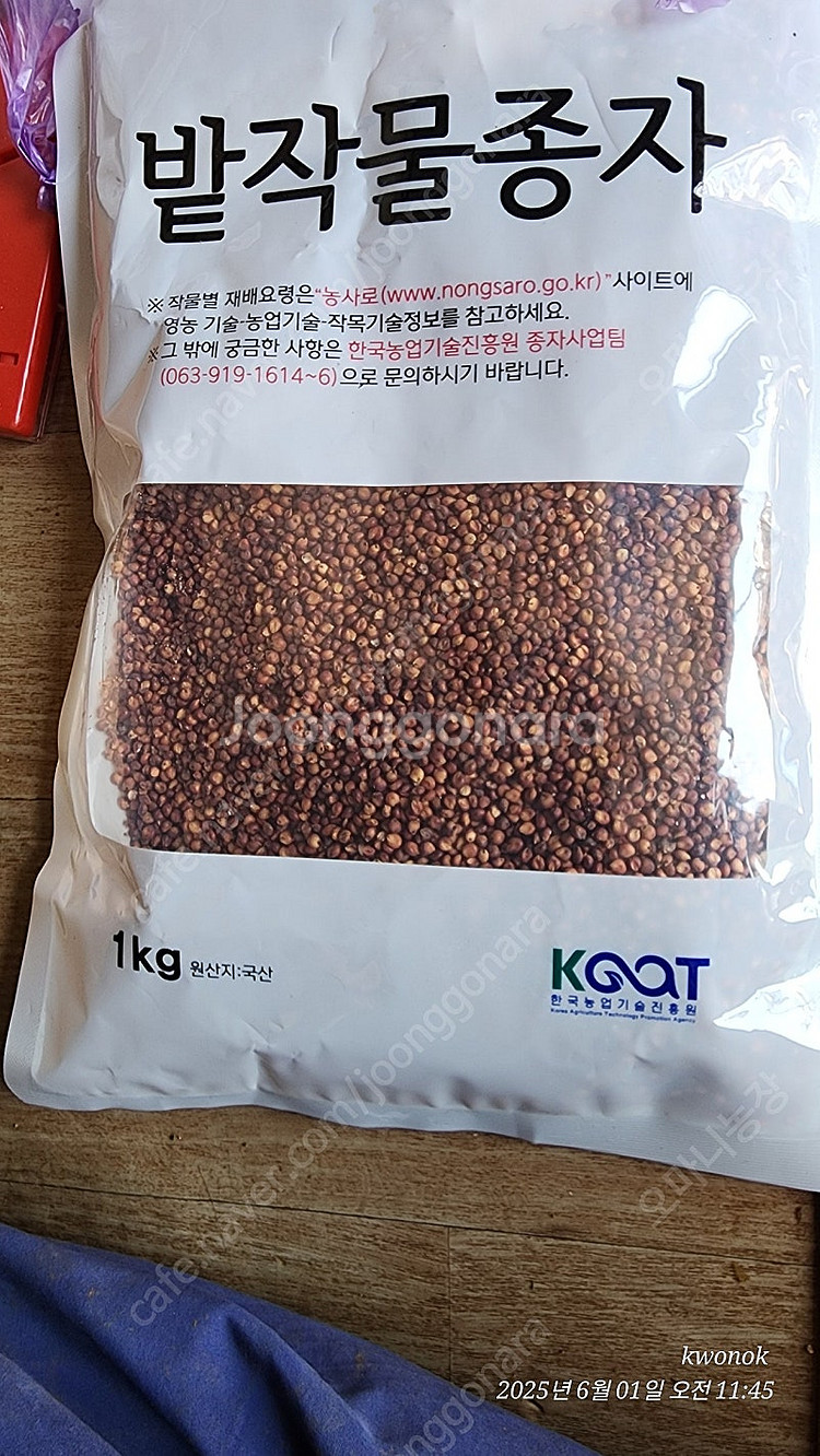 종자용 보급종 청풍찰수수 입니다--1