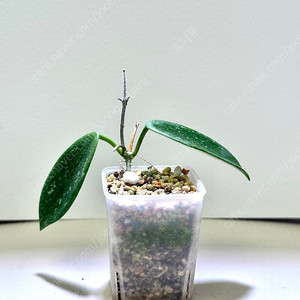 호야 톰소니화이트 스플래쉬