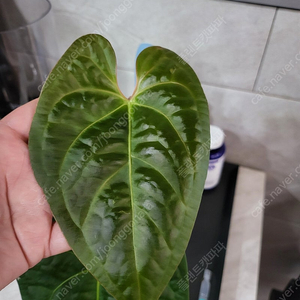 안스리움 럭셔리안 × 리갈레 (에콰 네임택 포함)