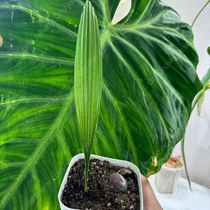 johannesteijsmannia altifrons