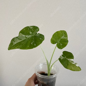 콜로카시아 기간테아 와규 바리에가타 (화이트훅)