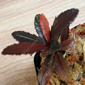 블랙세라타 Sauvagesia serrata black (안스리움X)