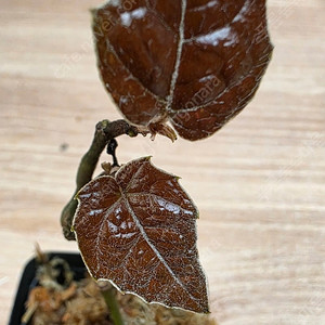 파이퍼 배트맨 Pterisanthes pterisanthes sp Borneo (안스리움x)