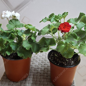 중국.러시아제라늄. 중품 이상