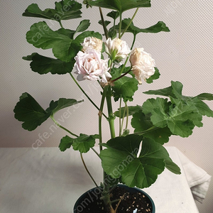 물병자리별 ( 대품) 1번 ㅡ 러시아 제라늄